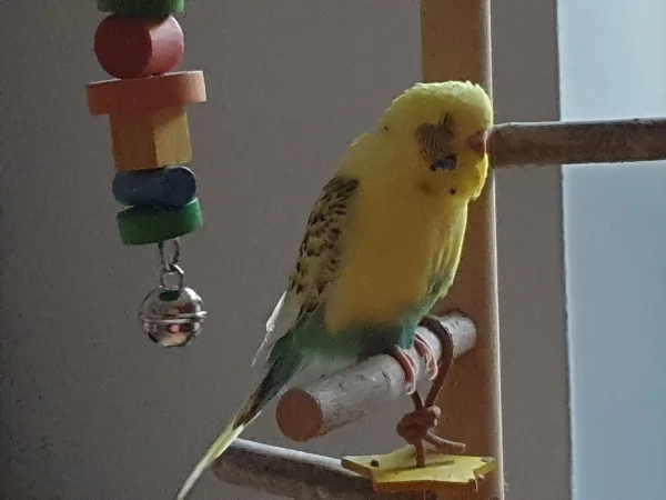 Wellensittich-Bild: Nahaufnahme von Bert. 