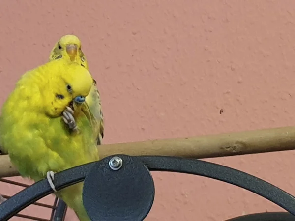 Wellensittich-Bild: Leo macht Pediküre und Bert guckt zu.