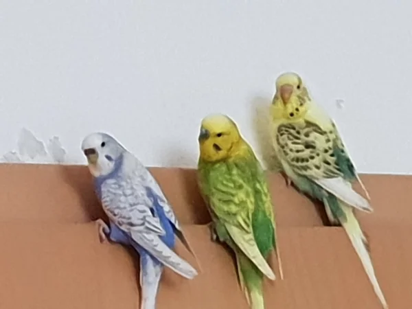Wellensittich-Bild: Lenchen, Leo und Bert sitzen auf der Tür. 