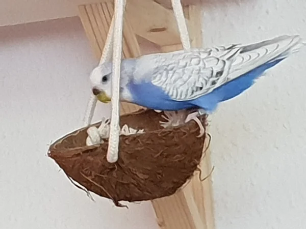 Wellensittich-Bild: Lenchen guckt nach, ob in der Kokosnuss was Leckeres ist. 