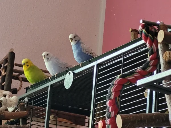 Wellensittich-Bild: Leo, Cindy und Lenchen gucken, was die Felo macht. 