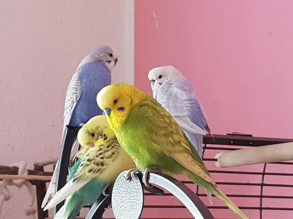 Wellensittich-Bild: Cindy, Lenchen, Bert und Leo kurz vor dem Einschlafen