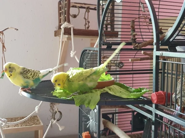 Wellensittich-Bild: Leo badet auf dem Salatblatt, Bert ist schon unterwegs woanders hin 