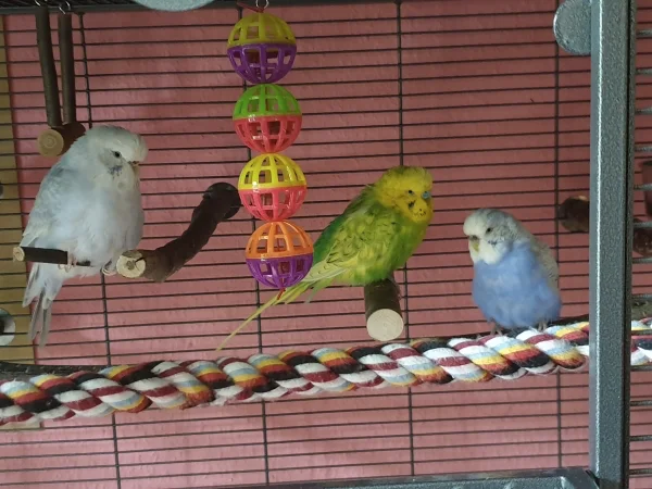 Wellensittich-Bild: Cindy, Leo und Lenchen sind schon mal in den Käfig gegangen und Warten auf das Schließen der Türen. 