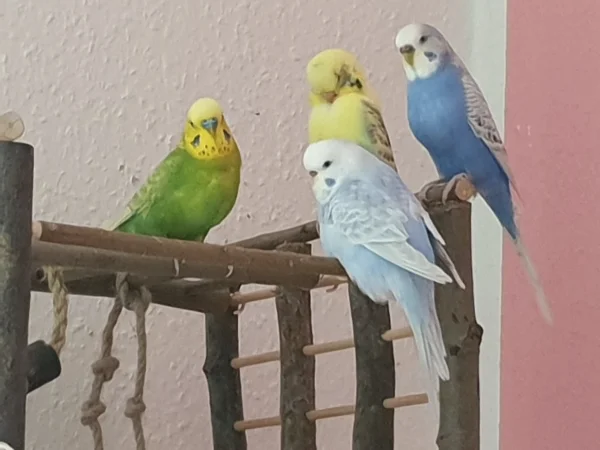 Wellensittich-Bild: Die Piepser chillen eine Runde. 
