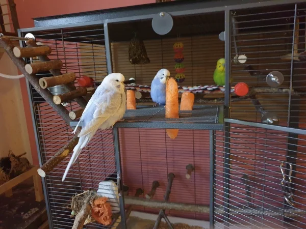 Wellensittich-Bild: Cindy, Lenchen und Leo bewachen die Möhren. 
