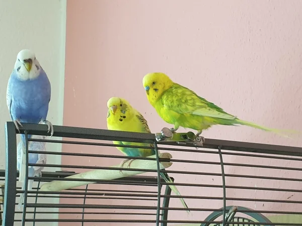 Wellensittich-Bild: Lenchen, Bert und Leo überlegen, was sie als Nächstes unternehmen könnten. 