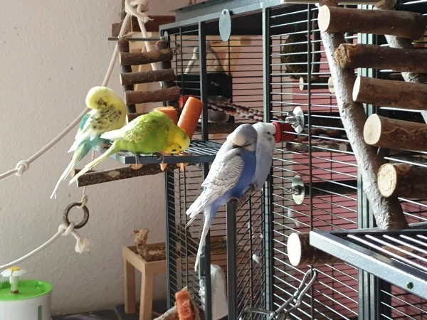 Wellensittich-Bild: Bert, Leo, Lenchen und Cindy putzen sich gerne gruppenweise. 
