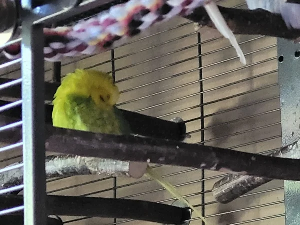 Wellensittich-Bild: Leo macht auch ein Nickerchen