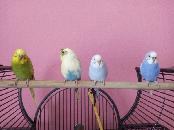 Wellensittich-Bild: Von links nach rechts Leo, Bert, Cindy und Lenchen. Sie sitzen auf einem ihrer Lieblingsplätze auf dem Käfig. 