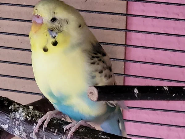 Wellensittich-Bild: Der kleine Bert kann wieder etwas fliegen-nur die Landung klappt nicht so richtig..