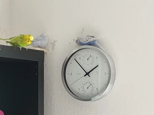 Wellensittich-Bild: Leo, Cindy und Lenchen gucken mal, wie spät es ist. Lenchen ist am nächsten dran.