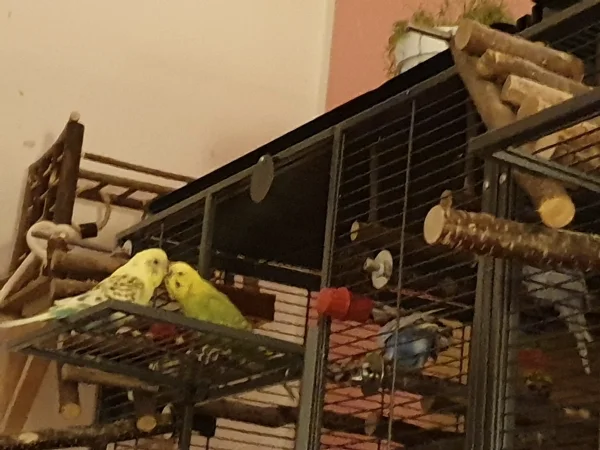 Wellensittich-Bild: Bert und Leo schnäbeln. 