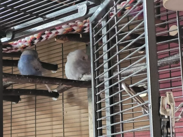 Wellensittich-Bild: Lenchen und Cindy halten zusammen ein Nickerchen. 