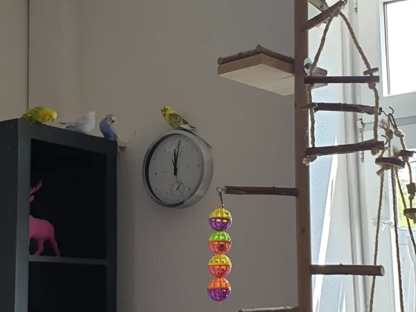 Wellensittich-Bild: Leo, Cindy, Lenchen und Bert wollen wissen, wie spät es ist. Vor allem Bert guckt genau hin. 