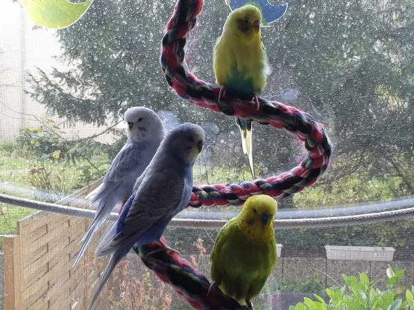 Wellensittich-Bild: Cindy, Lenchen, Bert und Leo chillen zusammen auf der Spirale. Bei Cindy sieht man, dass ihr auf dem Kopf neue Federn nachwachsen. 