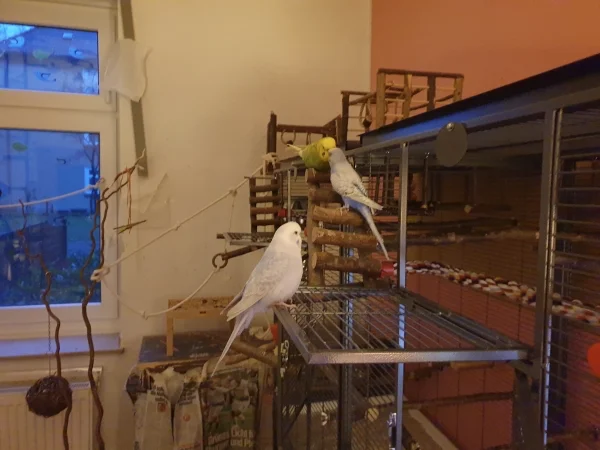 Wellensittich-Bild: Cindy, Lenchen und Leo sitzen zusammen und quatschen. Lenchen mal wieder auf ihrer neuen Lieblingsleiter. 