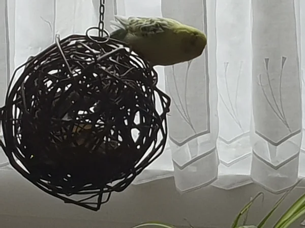Wellensittich-Bild: Bert guckt in die Ferne. 