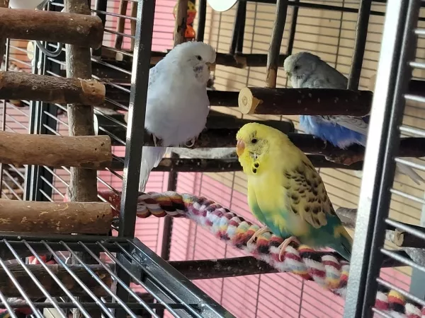 Wellensittich-Bild: Cindy, Lenchen und Bert unterhalten sich. Auf dem Foto sieht man, dass Bert links keine Schwungfedern mehr hat, rechts hat er nur eine Feder. 