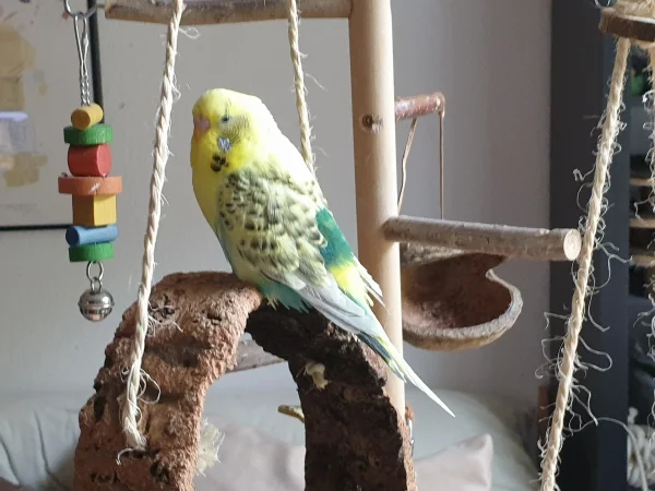 Wellensittich-Bild: Bert hat es sich auf dem Korkring gemütlich gemacht. 