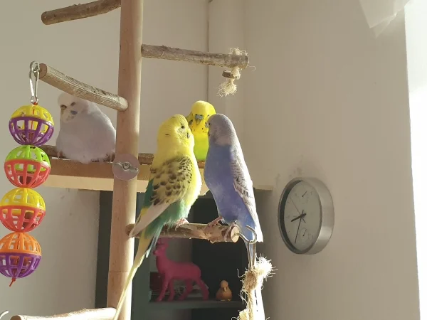 Wellensittich-Bild: Cindy, Bert, Leo und Lenchen sitzen zusammen und unterhalten sich. 