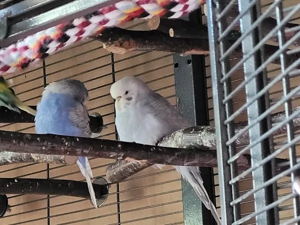 Wellensittich-Bild: Lenchen macht ein Nickerchen und Cindy passt auf sie auf. 