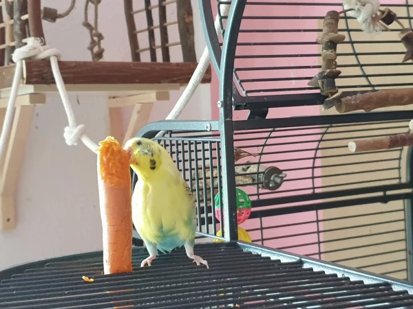 Wellensittich-Bild: Bert futtert eine Möhre mit ganzem Körpereinsatz. 