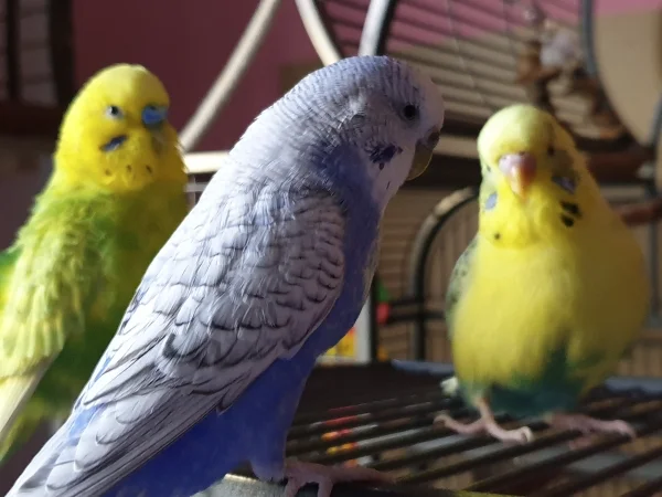 Wellensittich-Bild: Leo, Lenchen und Bert sitzen zusammen auf der Anflugklappe und gucken, was ich da mache. 