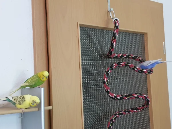 Wellensittich-Bild: Lenchen ist ganz mutig und nach schon 10 Tagen traut sie sich auf die neue Spirale. Die Jungs gucken sicherheitshalber vom Regal aus zu. 