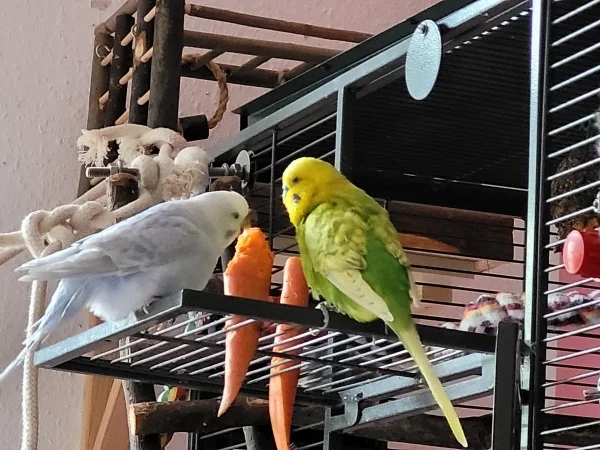 Wellensittich-Bild: Leo baggert Cindy an, obwohl sie gerade mit dem Möhrchen schreddern beschäftigt ist. 