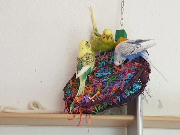 Wellensittich-Bild: Seit mehreren Monaten hängt dieses Papierschnipselspielzeug im Regal. Heute haben sie sich endlich getraut. 