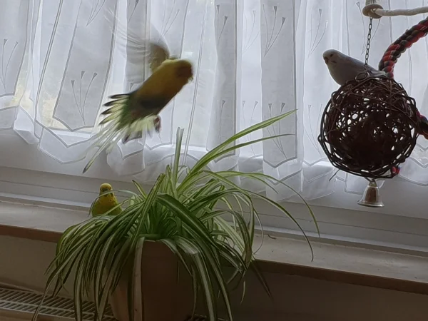Wellensittich-Bild: Bert hat beim Fliegen 