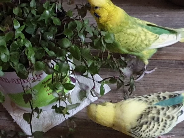Wellensittich-Bild: Bert und Leo sind auf den Tisch geflogen um heimlich hinter meinem Rücken Golliwoog zu futtern. 
