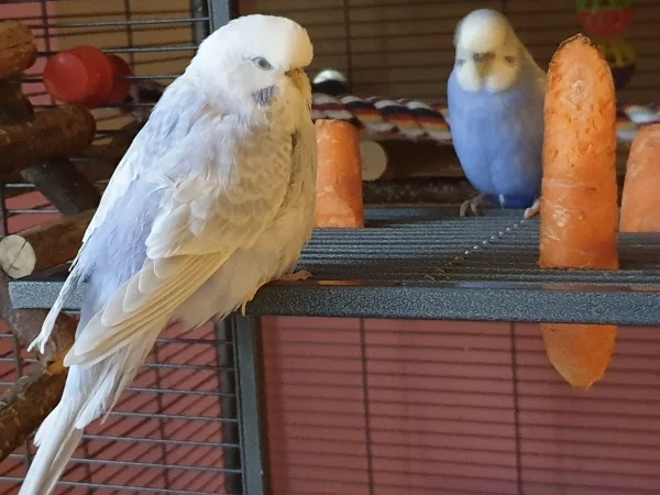 Wellensittich-Bild: Cindy und Lenchen sehen hier besonders flauschig aus. 