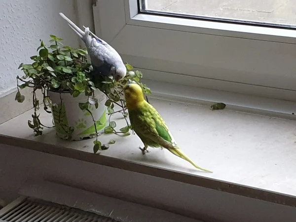 Wellensittich-Bild: Lenchen und Leo haben den Golliwoog auf der Fensterbank entdeckt. 