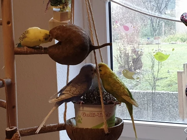 Wellensittich-Bild: Cindy, Lenchen und Leo vernichten den Golliwoog-Bert guckt zu. 