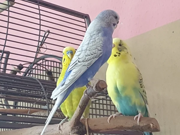 Wellensittich-Bild: Lenchen, Bert und Leo sind ganz nah gekommen, um zu gucken, was ich da so mache. 