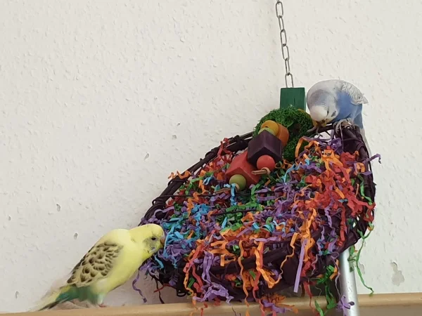 Wellensittich-Bild: Bert und Lenchen zerlegen das Papierspielzeug. 