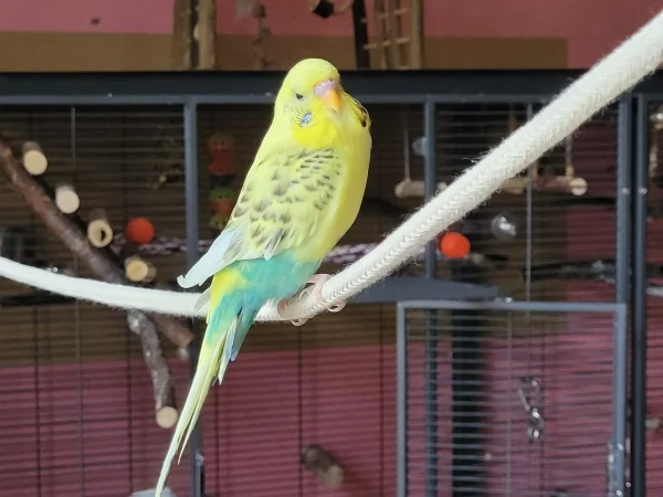 Wellensittich-Bild: Hier sitzt Bert auf dem neu gespanntem Seil zwischen Käfig und Wellibaum. Man sieht hier, dass ihm einige Schwungfedern fehlen. Aber das stört ihn nicht er rennt einfach. 