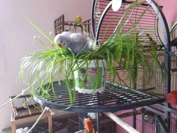 Wellensittich-Bild: Lenchen hat sich direkt in das Katzengras gestürzt und angefangen für Ordnung zu sorgen. 