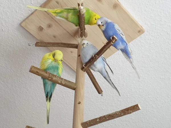 Wellensittich-Bild: Die Vier haben sich ganz nach oben in den Wellibaum gesetzt, weil sie den Staubsauger gesehen haben. Bert putzt sich, Leo krault Lenchen und Cindy passt auf. 