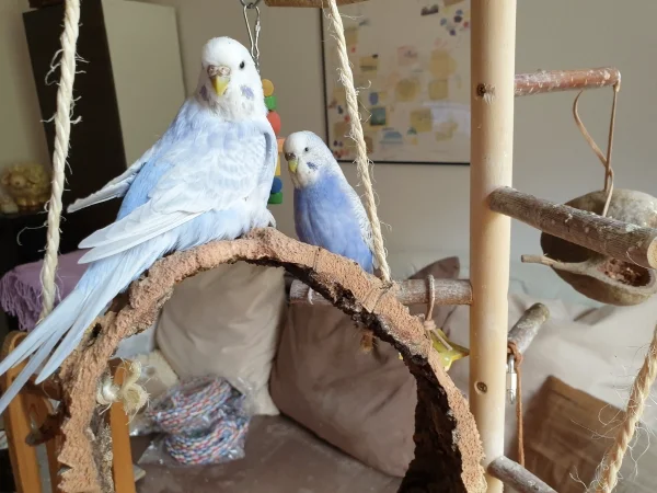 Wellensittich-Bild: Cindy und Lenchen sitzen zusammen im Welli-Baum. 