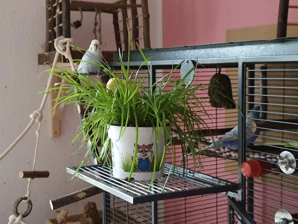 Wellensittich-Bild: Bert badet im nassen Katzengras, man sieht nur sein Köpfchen. Lenchen und Cindy gucken zu. 