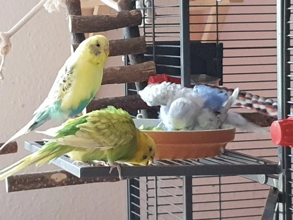 Wellensittich-Bild: Lenchen badet, die Jungs gucken lieber zu-Wasser ist einfach zu nass..