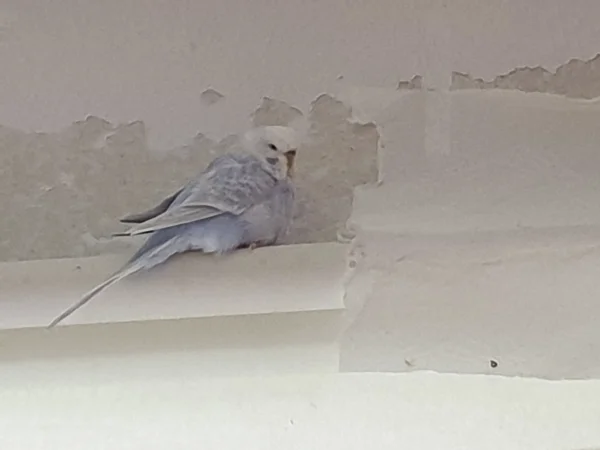 Wellensittich-Bild: Cindy sitzt regelmäßig mit den anderen auf der Jalousie, um die Tapete neu zu gestalten. 