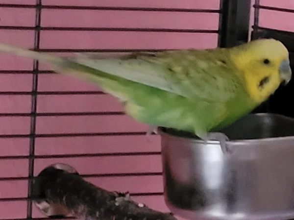 Wellensittich-Bild: Leo hat Hunger. 