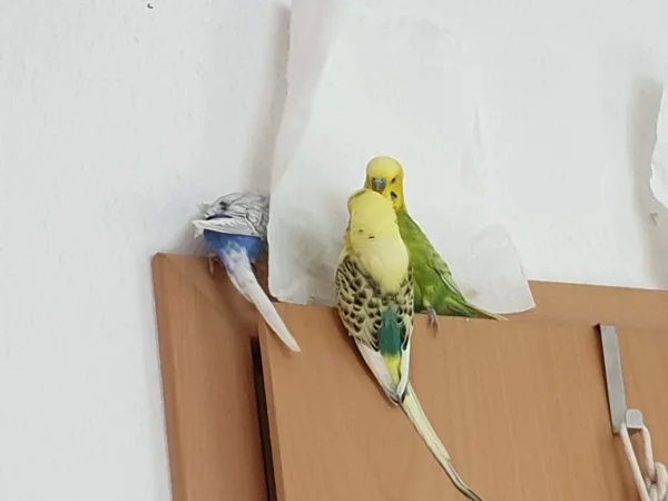 Wellensittich-Bild: Lenchen guckt hinter das Zewa, das wir zur Sicherung der Tapete angebracht haben. Das scheint sie nicht zu stören. Leo und Bert quatschen dazu. 