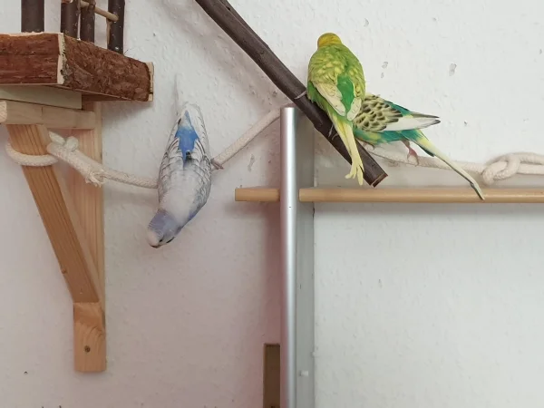Wellensittich-Bild: Lenchen will unbedingt wissen, was es unten zu sehen gibt. Die Jungs sind mal wieder ganz nah. 