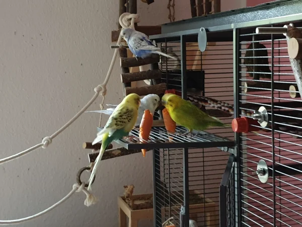 Wellensittich-Bild: Cindy, Bert und Leo knabbern an den Möhren. Lenchen guckt zu. 