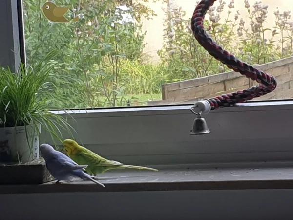 Wellensittich-Bild: Cindy und Leo futtern Katzengras. 
